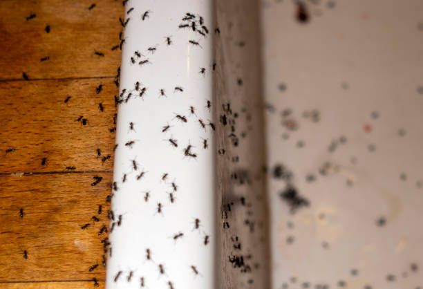 Insect Control in New Madrid, MO